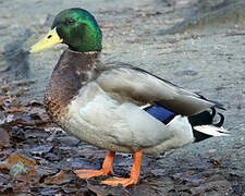 Canard colvert