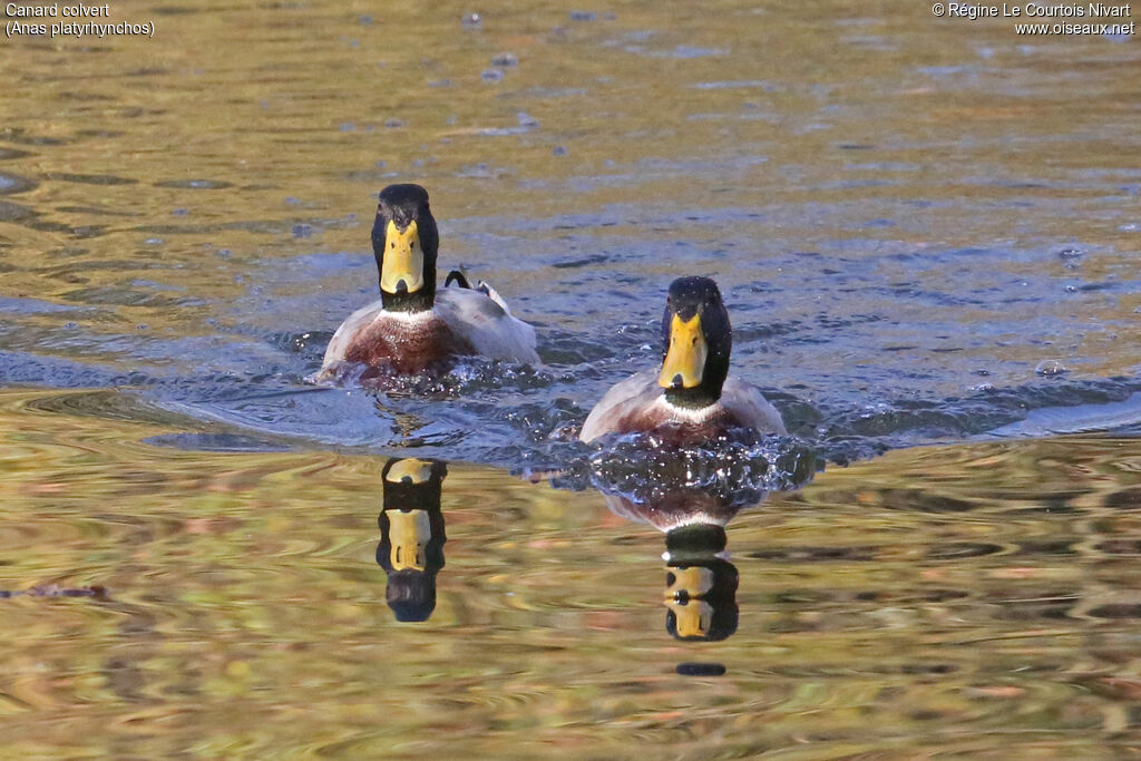 Canard colvert