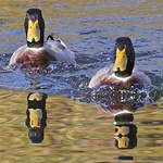 Canard colvert