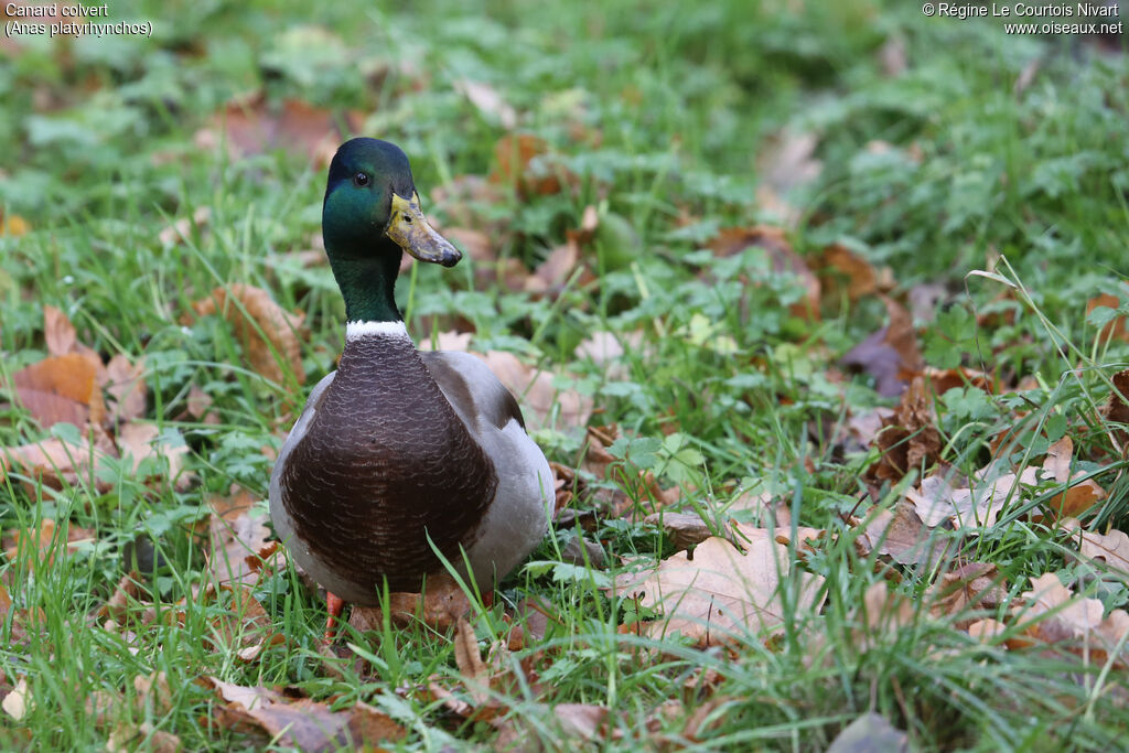 Canard colvert mâle adulte
