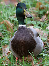 Canard colvert