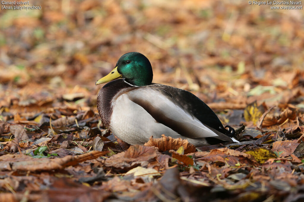 Canard colvert mâle adulte