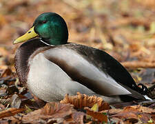 Canard colvert