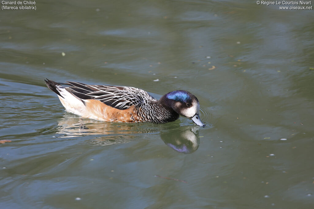 Chiloe Wigeon