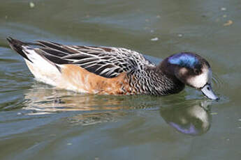 Canard de Chiloé