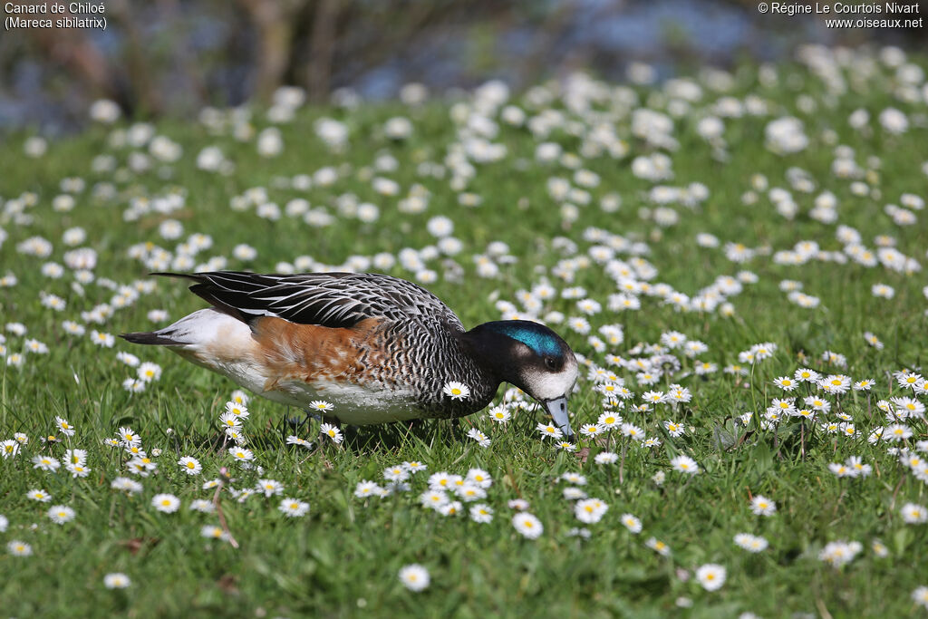 Canard de Chiloé