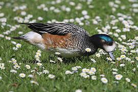 Canard de Chiloé