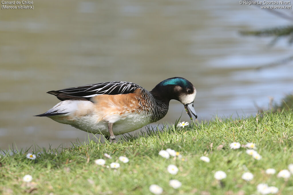 Chiloe Wigeon