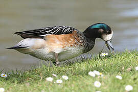 Chiloe Wigeon