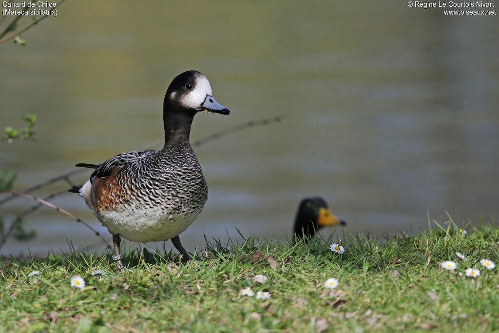 Canard de Chiloé