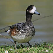 Chiloe Wigeon