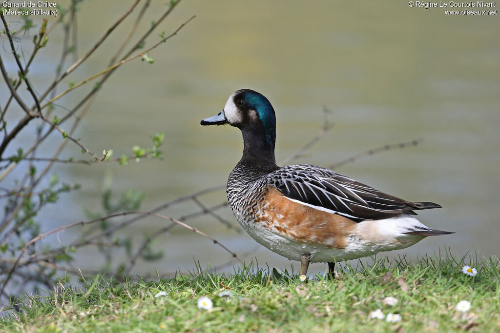 Chiloe Wigeon