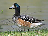 Canard de Chiloé