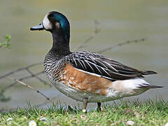 Chiloe Wigeon