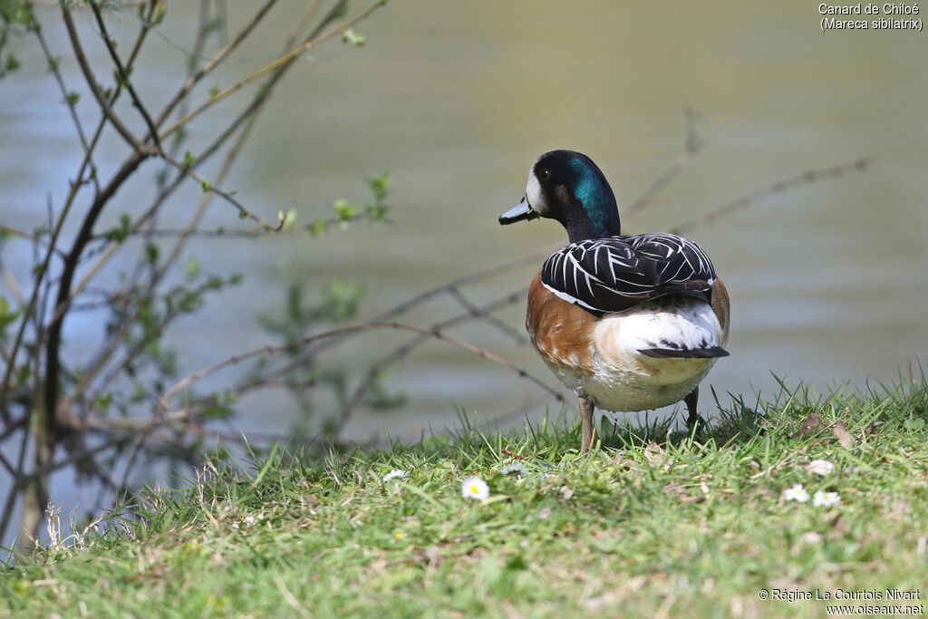 Chiloe Wigeon