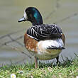 Canard de Chiloé