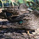 Canard de Meller
