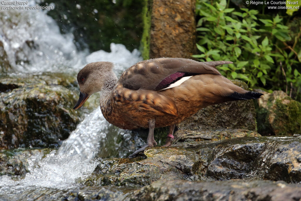 Canard huppé