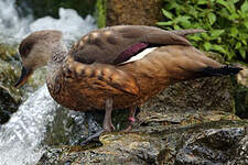 Canard huppé