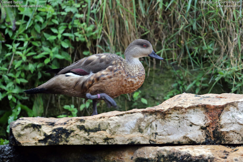 Canard huppé