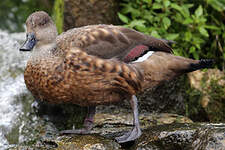 Canard huppé