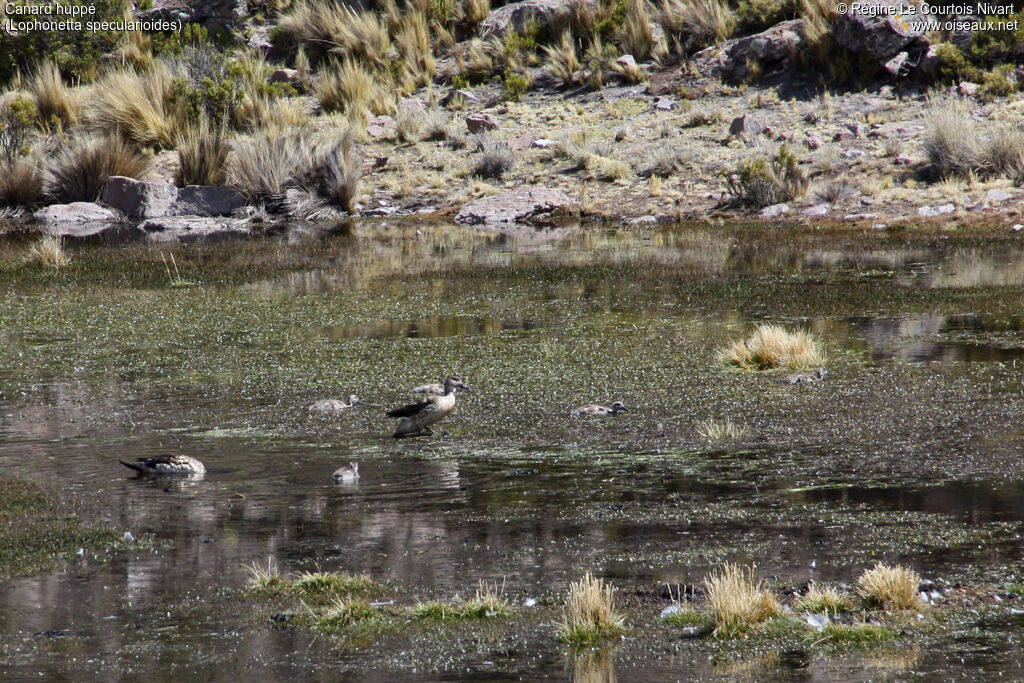 Crested Duck