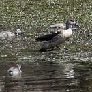 Canard huppé