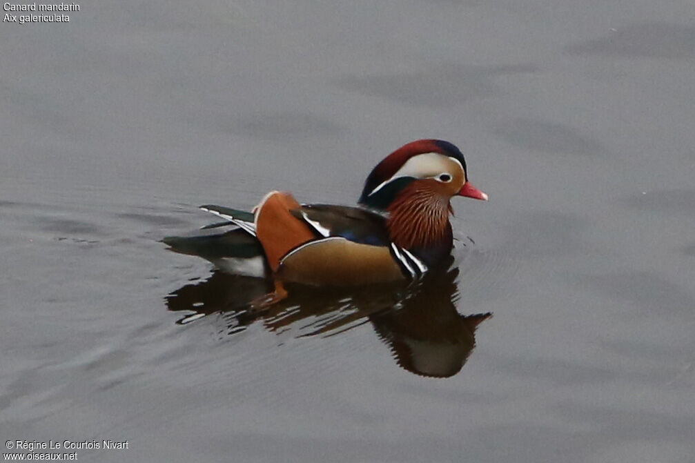 Mandarin Duck male adult