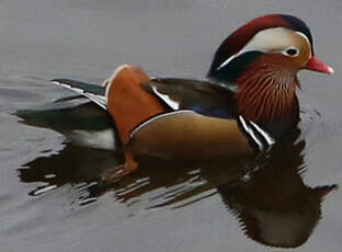 Canard mandarin