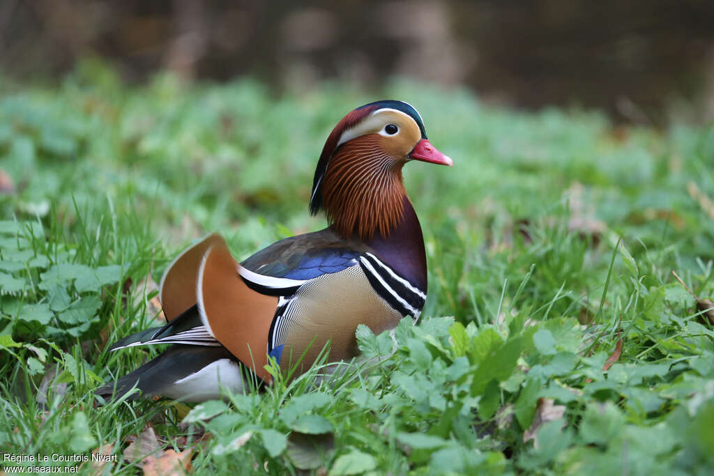 Canard mandarin mâle adulte nuptial