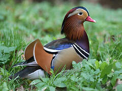 Mandarin Duck