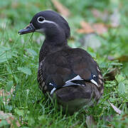 Mandarin Duck