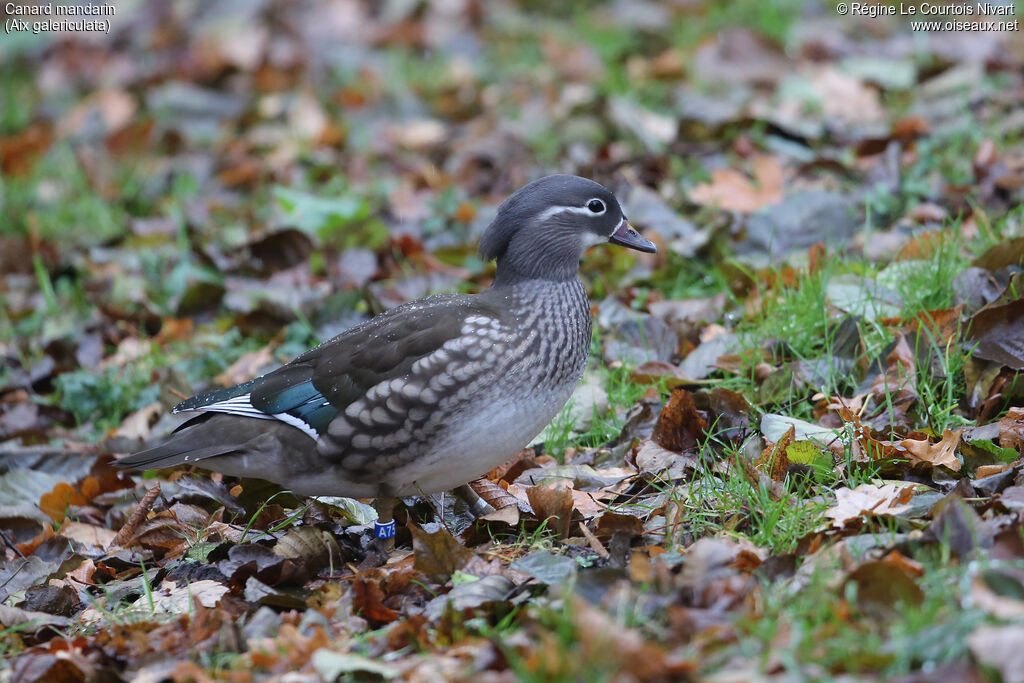 Mandarin Duck