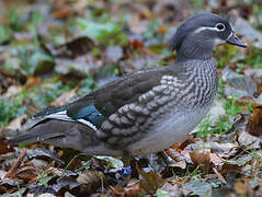 Mandarin Duck