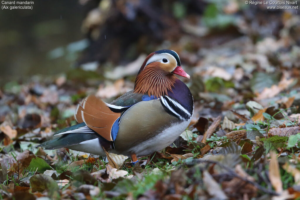 Canard mandarin mâle adulte