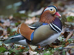 Mandarin Duck