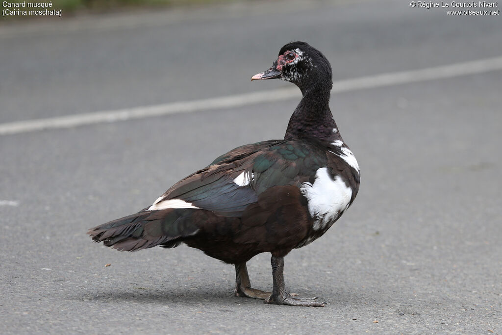 Muscovy Duck