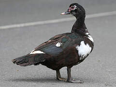 Muscovy Duck