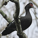 Canard musqué