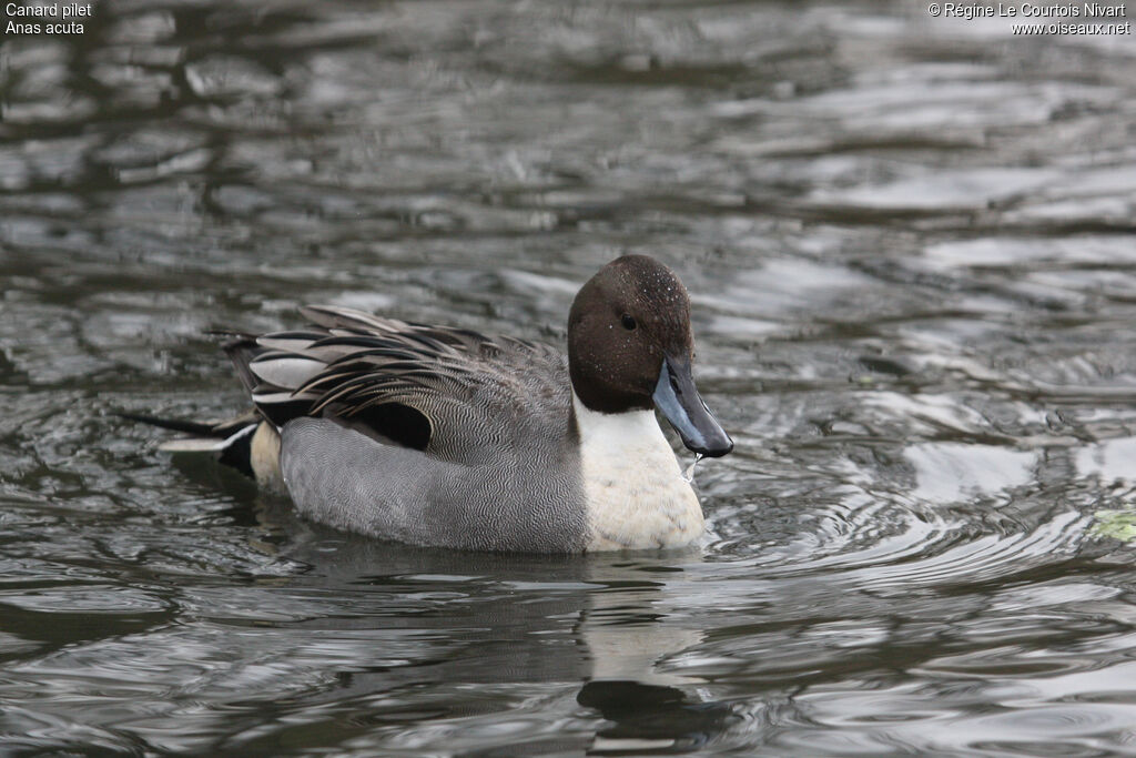 Canard pilet mâle, identification