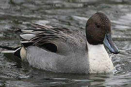 Northern Pintail