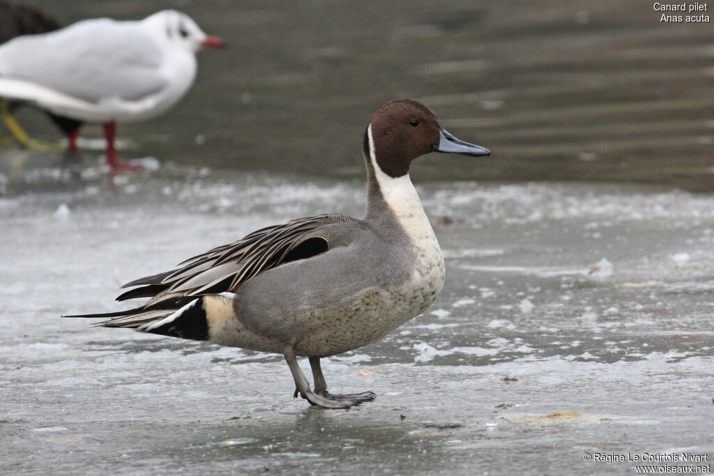 Canard pilet mâle, identification