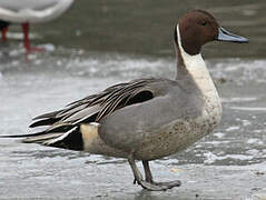 Northern Pintail