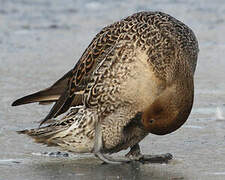 Northern Pintail