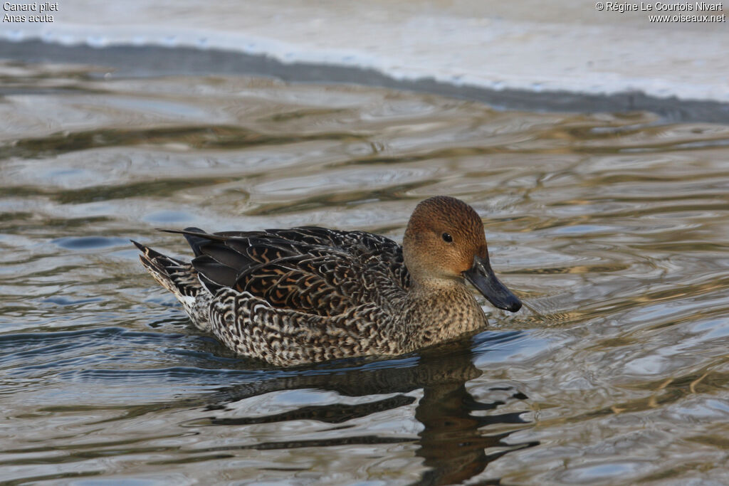 Northern Pintail female