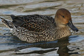 Northern Pintail