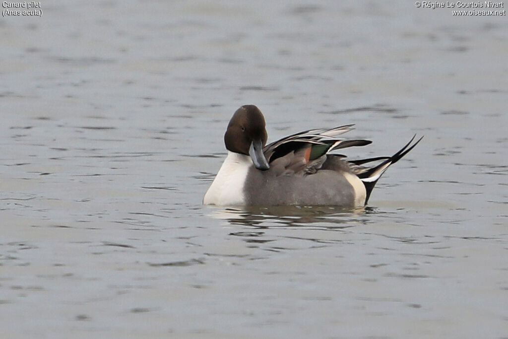 Canard pilet mâle