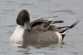 Northern Pintail