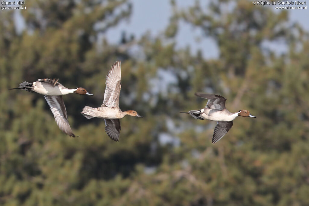 Canard pilet