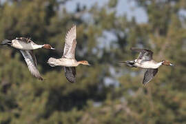 Northern Pintail